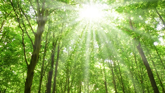 Tät och grön skog där solen lyser igenom.
