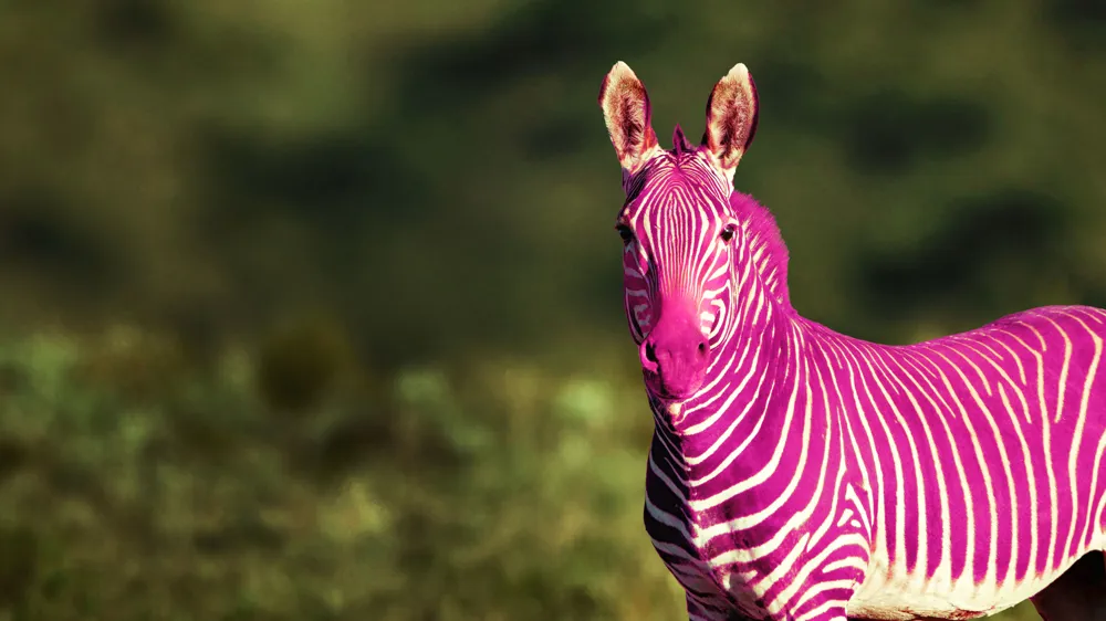 En bild på en zebra där ränderna är rosa istället för svarta.